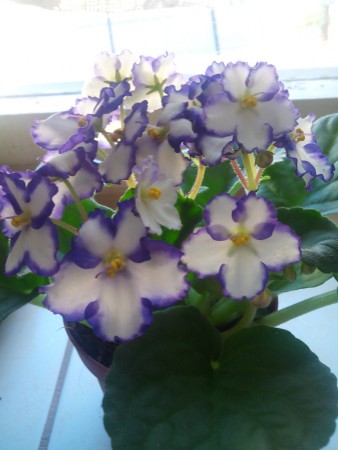       BLAUW-WIT     01