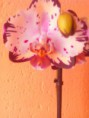 /album/moje-orchidej/img-20150508-103828-jpg1/